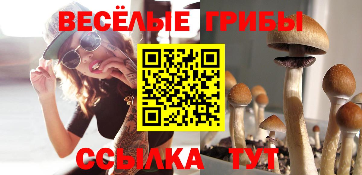 Псилоцибиновые грибы Psilocybe Дальнегорск